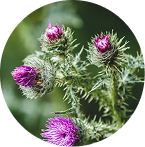 Milk Thistle