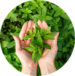 Stevia